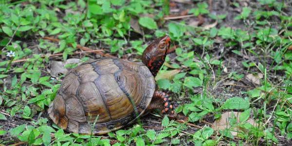 Three-Toed Box Turtle