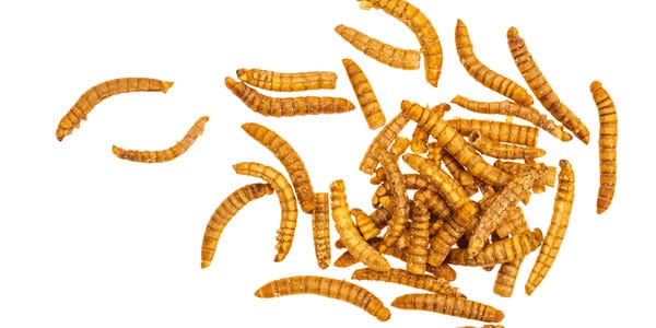 Mealworms