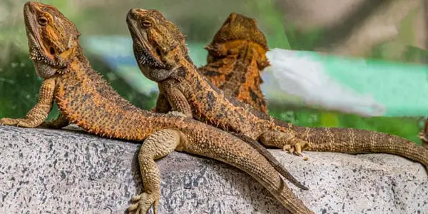 bearded dragons