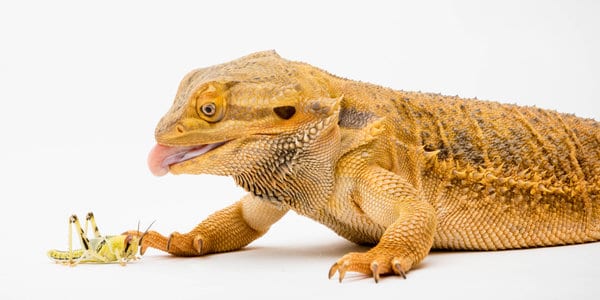 Bearded Dragon (Pogona vitticeps)