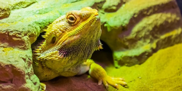 Yellow Bearded Dragon