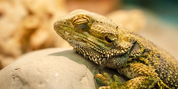 bearded dragon playing dead