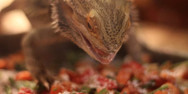 Bearded Dragon Eating