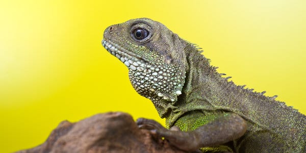 bearded dragon third eye