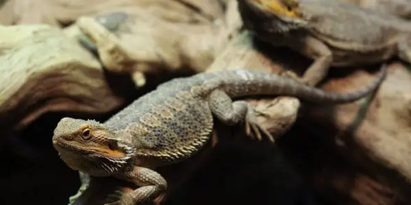 Bearded Dragon Live Together