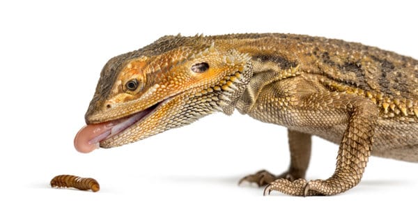 bearded dragon eating larva