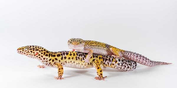 Do Leopard Geckos Lay Eggs Without Mating