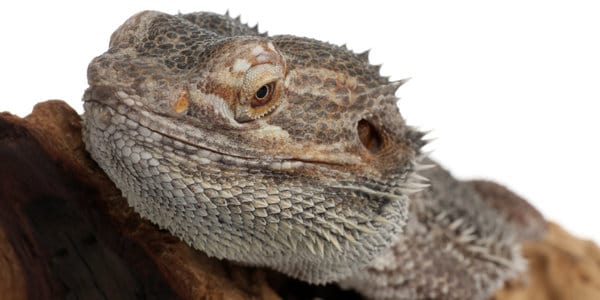 Bearded dragon Holes