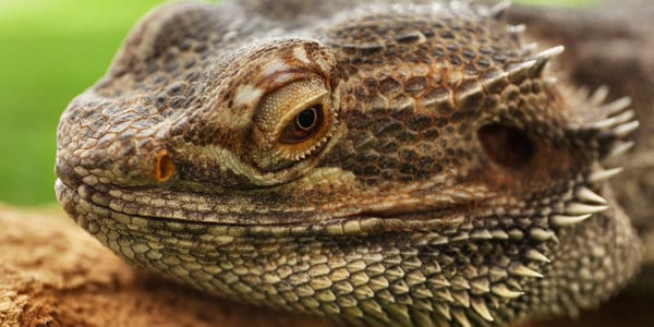 Eastern Bearded Dragon Pogona barbata