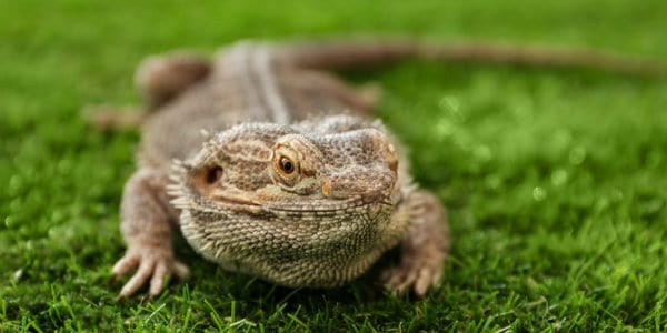 Eastern Bearded Dragon Pogona barbata