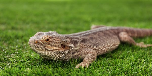 Eastern Bearded Dragon Pogona barbata