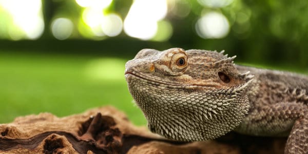 Eastern Bearded Dragon Pogona barbata