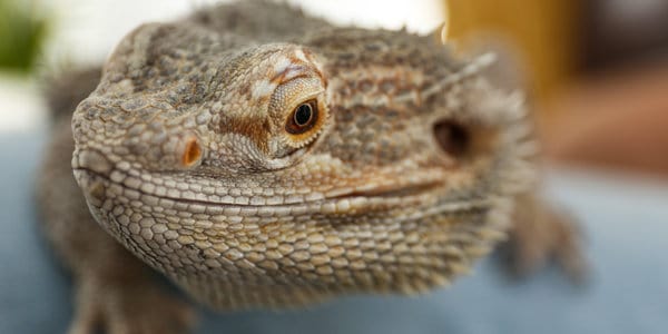 Eastern Bearded Dragon Pogona barbata