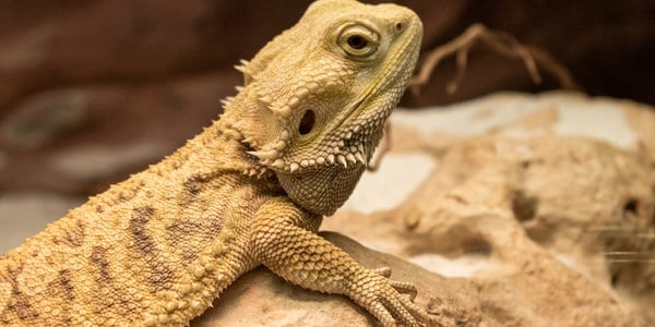 Eastern Bearded Dragon Pogona barbata