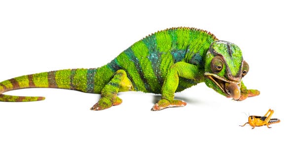 Panther chameleon