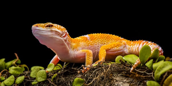 Leopard gecko