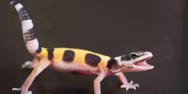 leopard gecko (Eublepharis macularius)
