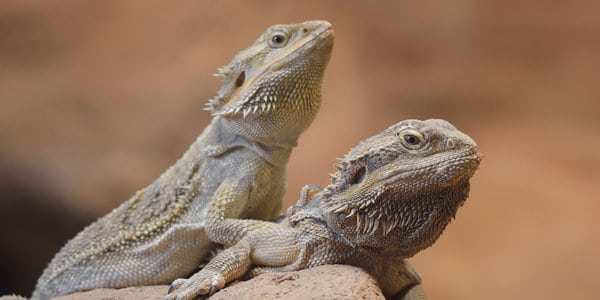 Bearded Dragon Mating