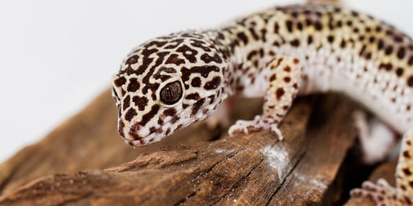 Leopard gecko Humidity