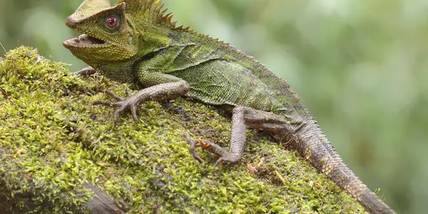 chameleons Gonocephalus chamaeleontinus