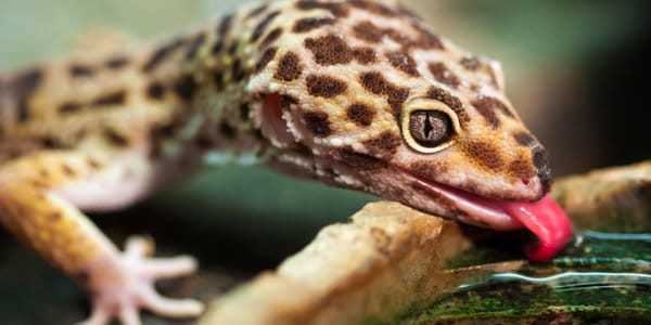 Leopard gecko (Eublepharis macularius)