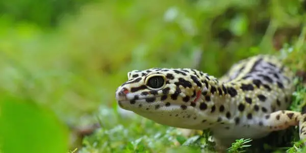 gecko Leopard
