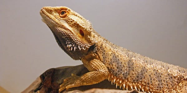 Central Bearded Dragon Pogona vitticeps