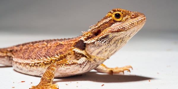 bearded dragon