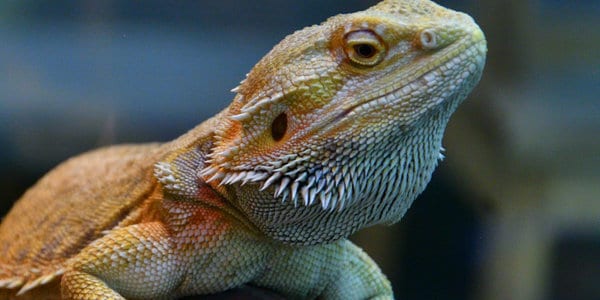 bearded dragon pores