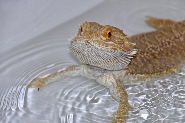 Bearded dragon swim