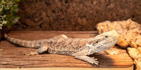 bearded dragon in a terrarium