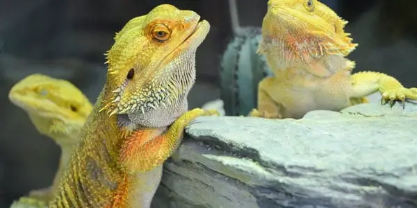 bearded dragon head bobbing 