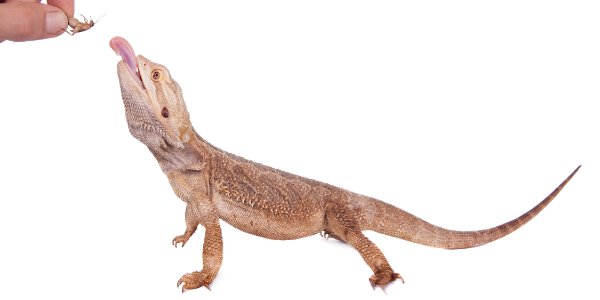 Bearded dragon eat cockroaches