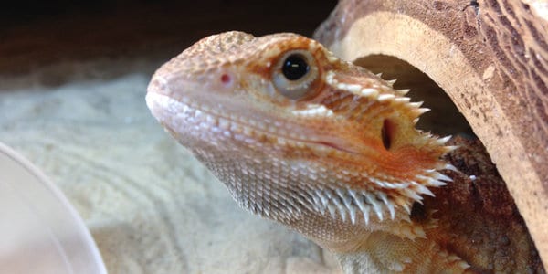 bearded dragon vision