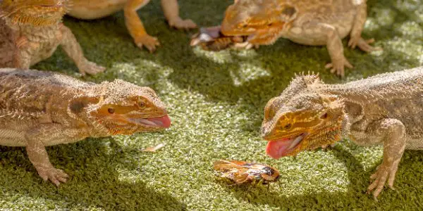 Bearded dragons eat cockroaches