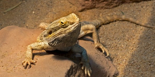 a bearded dragon