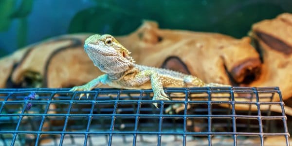 bearded dragon