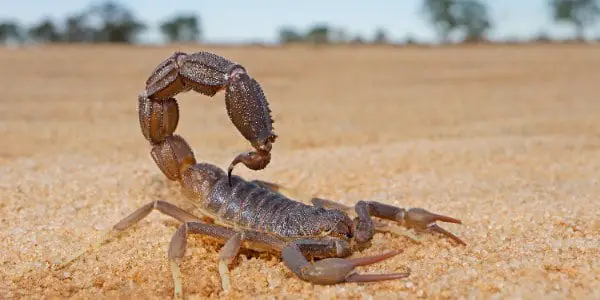 Can Bearded dragon eat Scorpions