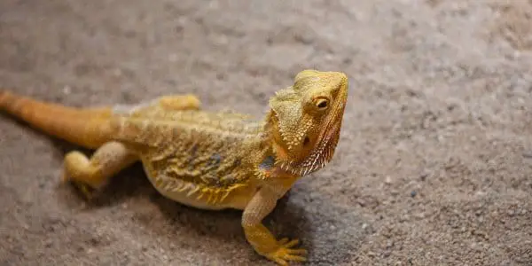 how long can a bearded dragon go without food