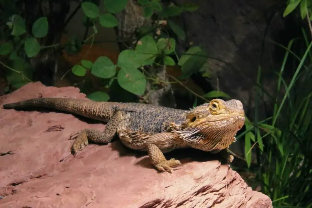 underweight bearded dragon