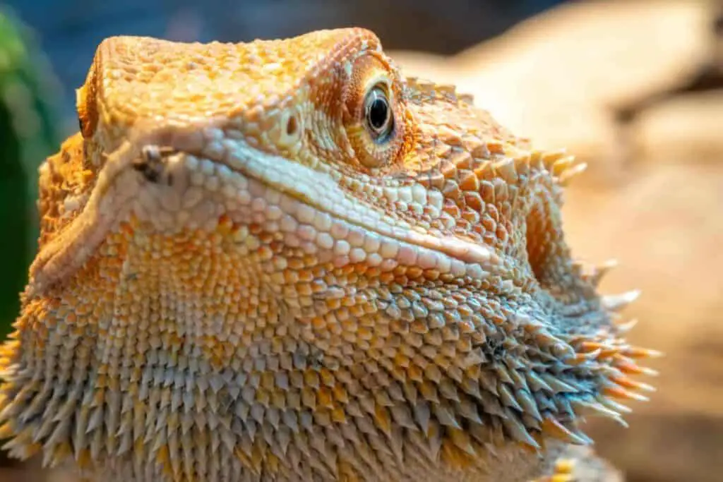 bearded dragon eye