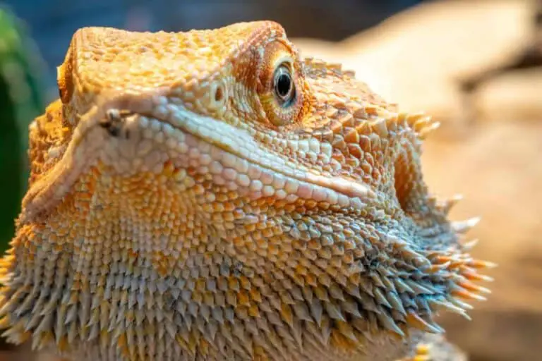 The Complete Guide To Bearded Dragon Vision Reptiles Time