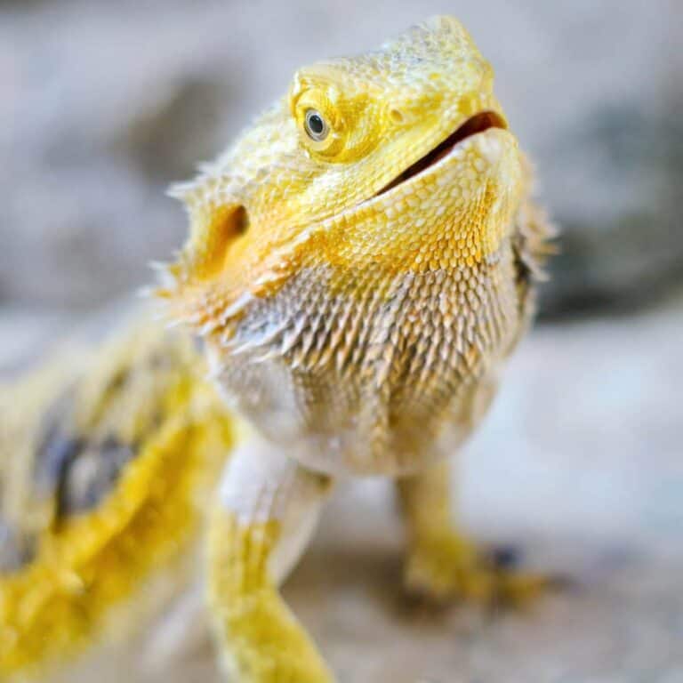 Do Bearded Dragons Bite? Full Guide + Video! Reptiles Time