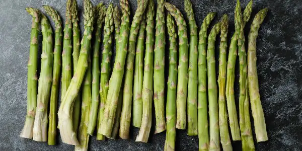 Can Bearded dragon eat Asparagus