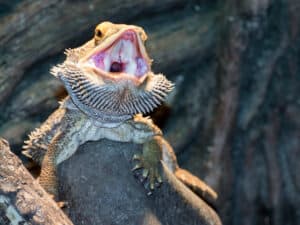 Bearded Dragon teeth