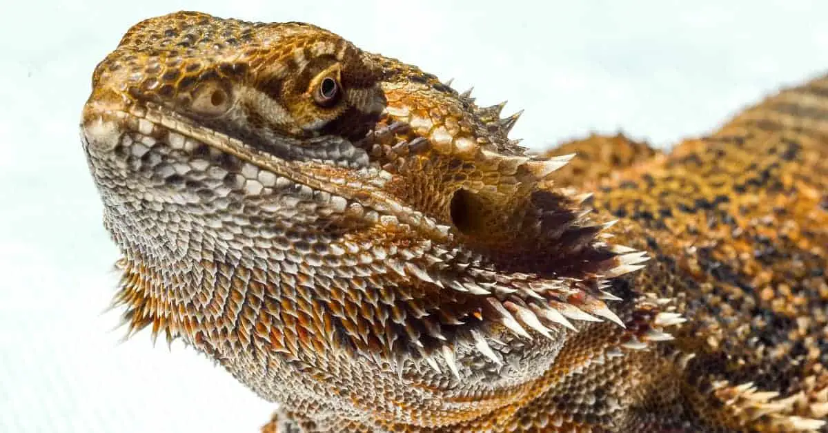 Leopard Gecko vs Bearded Dragon Guide) Reptiles Time