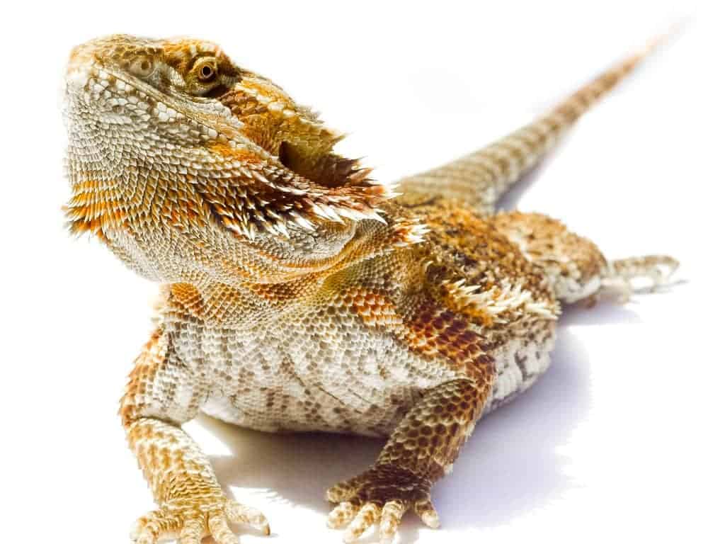 GERMAN Giant Bearded Dragon Complete Care Guide! Reptiles Time