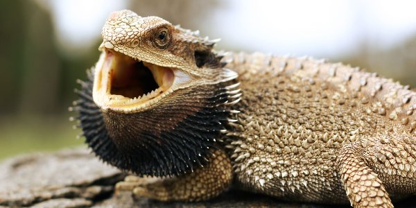 Bearded Dragons