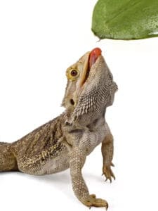 Bearded Dragon Drink Water