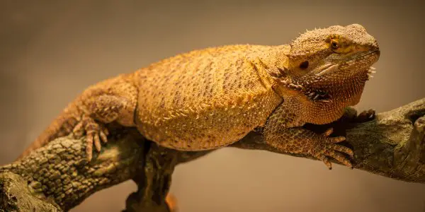 Obese Bearded Dragon
